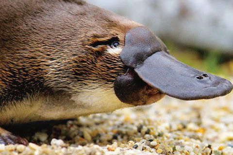 2 Day Great Ocean Road Tour And Platypus Paddle - Tourism Brisbane 3