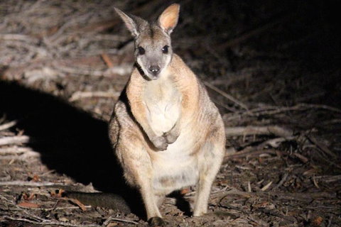 Small-Group Kangaroo Island 4WD Night Tour - Brisbane Tourism 3
