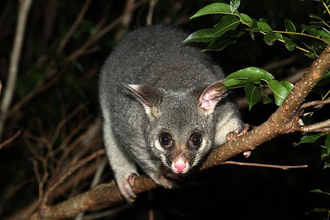 Small-Group Kangaroo Island 4WD Night Tour - Brisbane Tourism 5