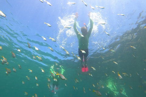 Manly Snorkel Trip And Nature Walk With Local Guide - Tourism Brisbane 0