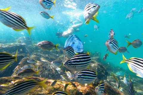 Manly Snorkel Trip And Nature Walk With Local Guide - Tourism Brisbane 2