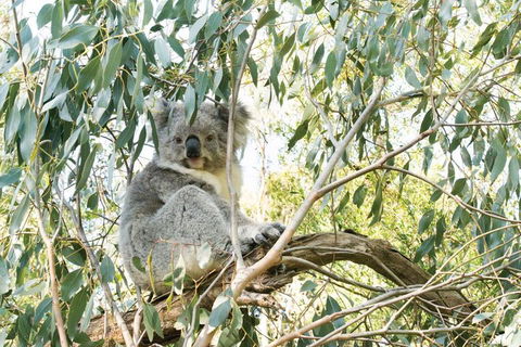 Ultimate Reverse Direction - 12 Apostles, Great Ocean Road - Small Group Tour - Tourism Brisbane 5