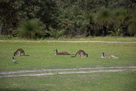 Yanchep & Lancelin - Wildlife, Cave And Sands - Tourism Brisbane 0