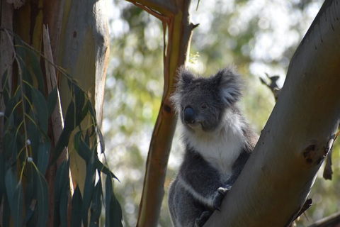Private Day Tour Of Phillip Island Wildlife And Brighton Beach - Tourism Brisbane 3