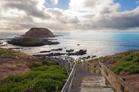 Private Day Tour Of Phillip Island Wildlife And Brighton Beach - Tourism Brisbane 4