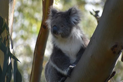 Full-Day Bus Tour Phillip Island Wildlife And Brighton Beach - Tourism Brisbane 0