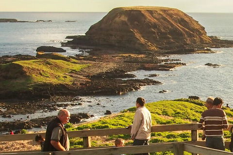 Full-Day Bus Tour Phillip Island Wildlife And Brighton Beach - Tourism Brisbane 2