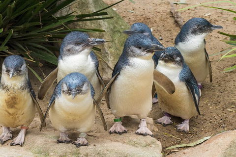 Healesville Sanctuary And Phillip Island Wildlife Bus Tour - Tourism Brisbane 2
