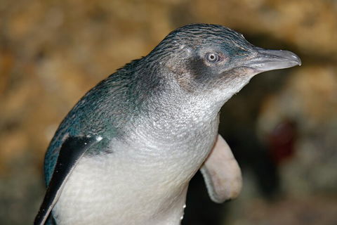 Healesville Sanctuary And Phillip Island Wildlife Bus Tour - Tourism Brisbane 4