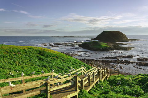 Full-Day Private Australian Wildlife Tour Of Phillip Island - Tourism Brisbane 0