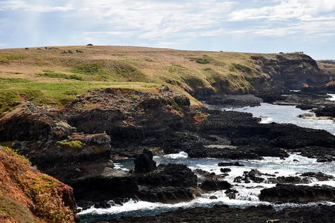 Full-Day Private Australian Wildlife Tour Of Phillip Island - Tourism Brisbane 4