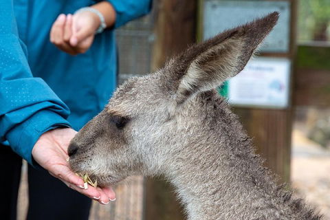 Private Blue Mountains Escape The Crowds SUV Tour - Tourism Brisbane 2