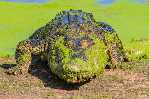 3 In 1 Tour: Matsoâ€™s Brewery, Broome Museum & Malcolm Douglas Crocodile Park - Tourism Brisbane 4