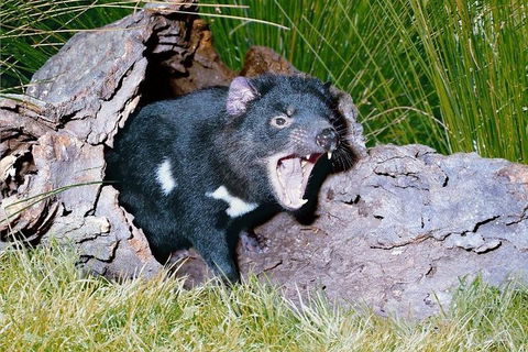 Private Blue Mountains Tour With Kangaroo And Koala Experience - Brisbane Tourism 0