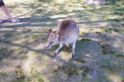 Private & Fully Guided 4-day Sydney Tour Package - Tourism Brisbane 5