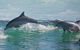 Private Port Stephens Day Trip From Sydney Including Dolphin Cruise - thumb 1