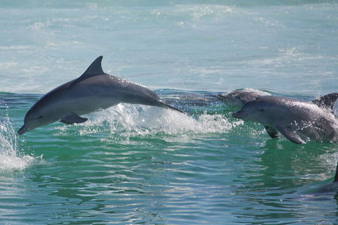 Private Port Stephens Day Trip From Sydney Including Dolphin Cruise - Tourism Brisbane 1