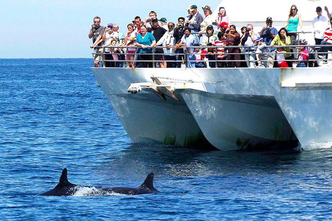 Private Port Stephens Day Trip From Sydney Including Dolphin Cruise - Tourism Brisbane 2