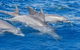 Private Port Stephens Day Trip From Sydney Including Dolphin Cruise - thumb 4