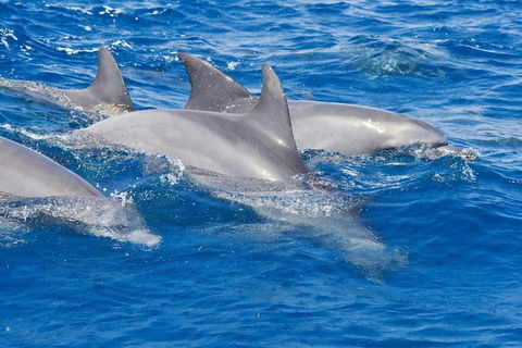 Private Port Stephens Day Trip From Sydney Including Dolphin Cruise - Tourism Brisbane 4