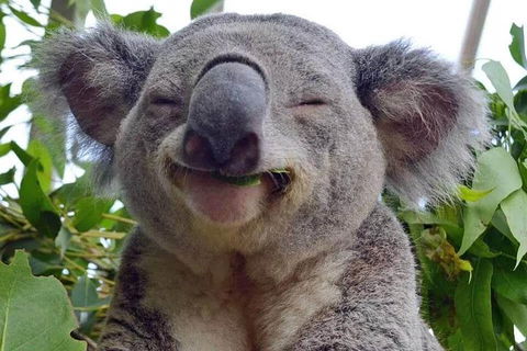 Private All Blue Mountains Day Tour - Tourism Brisbane 2