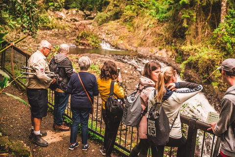 Full-day Springbrook National Park Tour From The Gold Coast - Tourism Brisbane 0