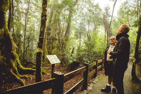 Full-day Springbrook National Park Tour From The Gold Coast - Tourism Brisbane 1