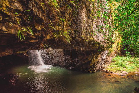 Full-day Springbrook National Park Tour From The Gold Coast - Tourism Brisbane 4
