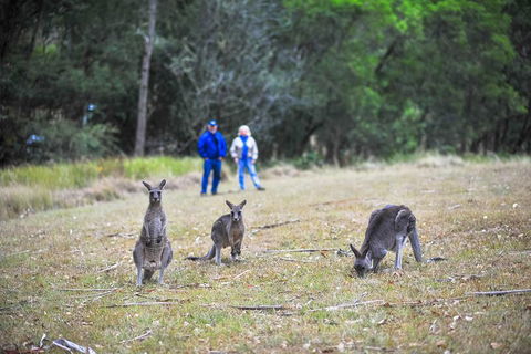 Private Blue Mountains And Winery Day-Trip From Sydney - Brisbane Tourism 5