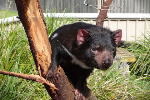 Tasmania 4 Day East Coast + Launceston - Tourism Brisbane 2