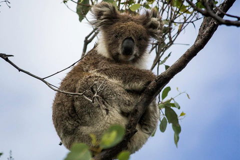 Phillip Island And French Island Wildlife Expedition - Tourism Brisbane 3