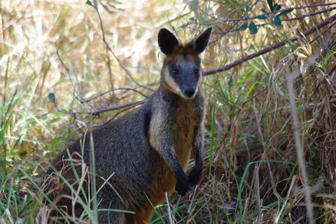 Byron Bay Combo: Hinterland Tour Including Minyon Falls And Kayaking With Dolphins - Tourism Brisbane 2