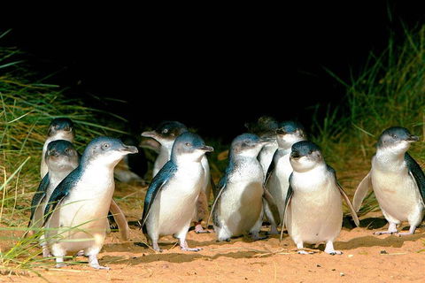 Phillip Island Penguins Private Tour - Tourism Brisbane 0