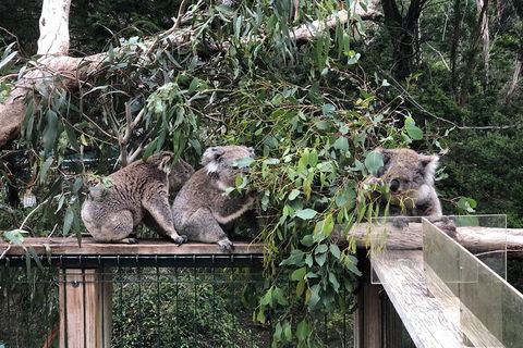 Phillip Island Penguins Private Tour - Tourism Brisbane 3