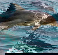 1.5HR Mudjimba Island Wildlife Safari - Tourism Brisbane