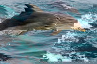 1.5HR Mudjimba Island Wildlife Safari, Noosa