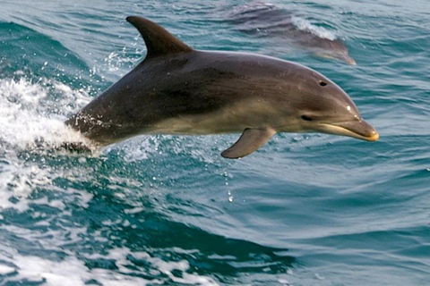 1.5HR Mudjimba Island Wildlife Safari - Tourism Brisbane 0
