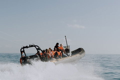 Adventure Whale Watching Tour Mooloolaba - Tourism Brisbane 0