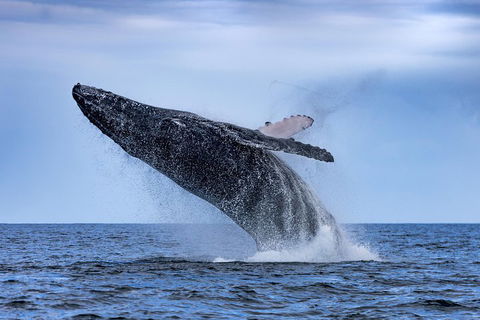 Adventure Whale Watching Tour Mooloolaba - Tourism Brisbane 2