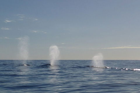 Adventure Whale Watching Tour Mooloolaba - Tourism Brisbane 3