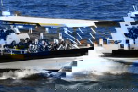 Mooloolaba Whale Watching Tour, Noosa