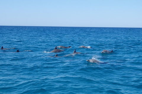 Noosa Wild Dolphin Safari - Brisbane Tourism 3
