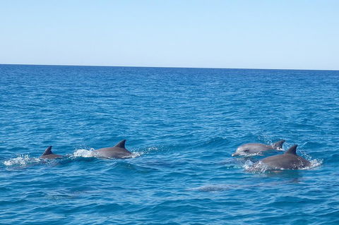 Noosa Wild Dolphin Safari - Brisbane Tourism 5