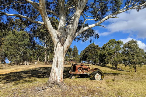 Blue Mountains Private Tour - Wild Kangaroos, Waterfalls And The Three Sisters - Tourism Brisbane 1