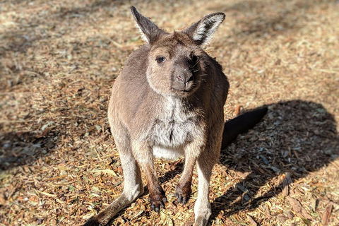 Blue Mountains Private Tour - Wild Kangaroos, Waterfalls And The Three Sisters - Tourism Brisbane 2