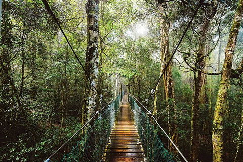 O'Reilly's & Lamington National Park From Gold Coast - Tourism Brisbane 0