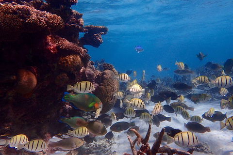 Lagoon Explorer - Ningaloo Reef Full-Day Kayaking And Snorkeling Adventure - Tourism Brisbane 2