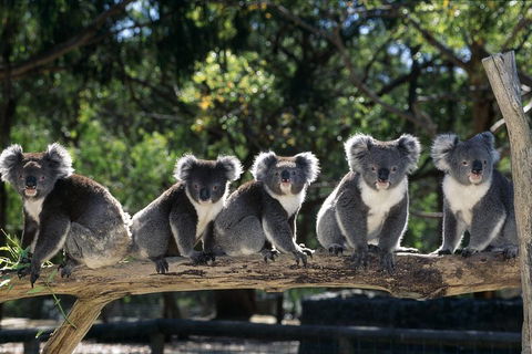[Private Tour] Healesville Sanctuary Wildlife & Puffing Billy Steam Train - Tourism Brisbane 0