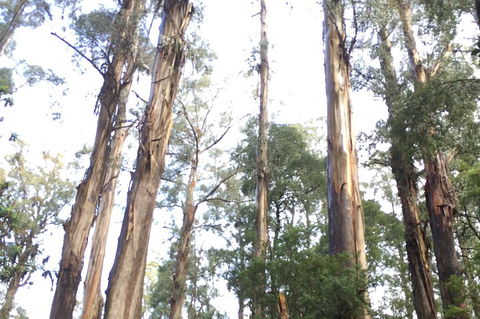 [Private Tour] Healesville Sanctuary Wildlife & Puffing Billy Steam Train - Tourism Brisbane 1