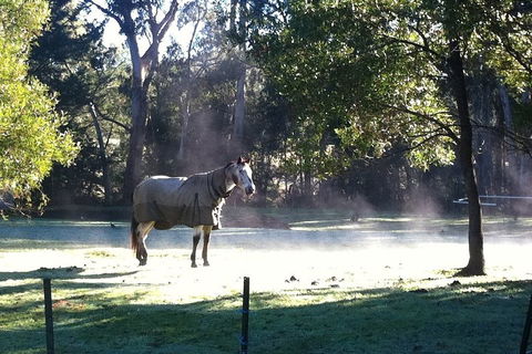[Private Tour] Healesville Sanctuary Wildlife & Puffing Billy Steam Train - Tourism Brisbane 4